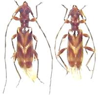 Stenhomalus taiwanus