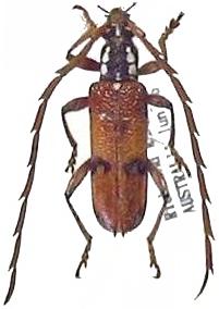 Strongylurus thoracicus