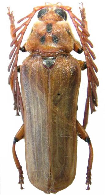 Neoclosterus curvipes