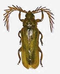 Neoclosterus curvipes