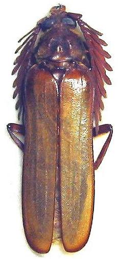 Neoclosterus lujae