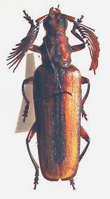 Plectogaster jordani