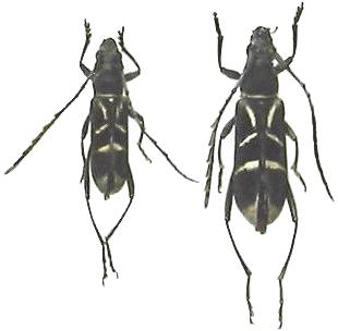 Prothema angulifera