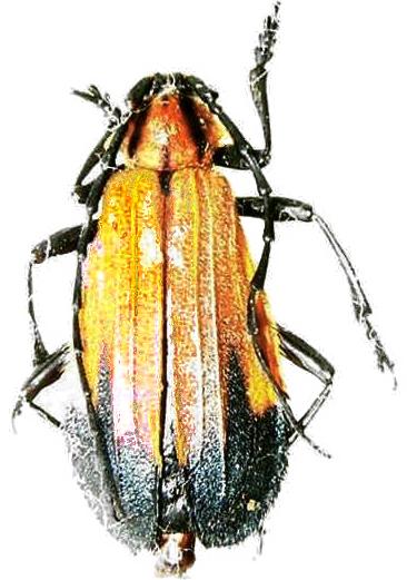 Amphidesmus apicalis