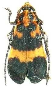 Deltosoma lacordairei