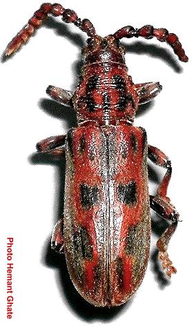 Pachylocerus crassicornis