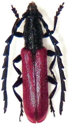 Pyrestes inaequalicollis