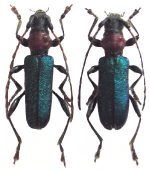 Certallum ebulinum ruficolle