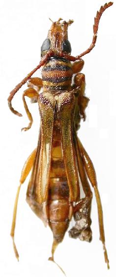 Odontocera fasciata