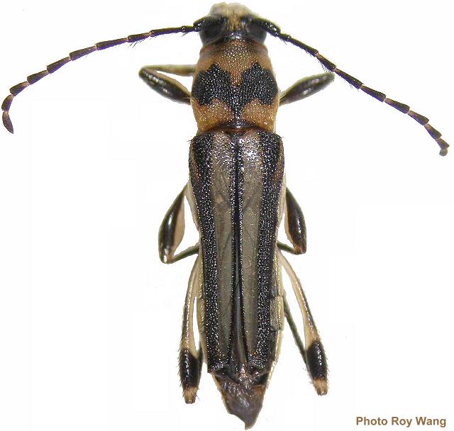 Odontocera molorchoides