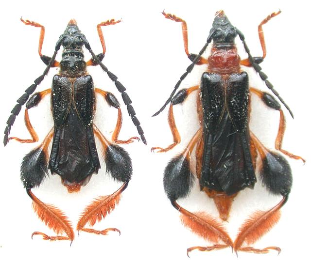 Merionoeda (Macromolorchus) hirsuta