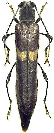 Thranius capucinus