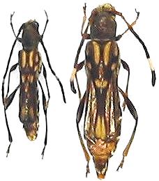 Thranius multinotatus latipennis