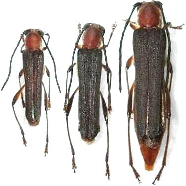 Thranius rufescens