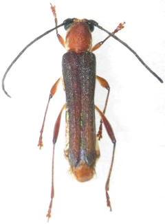 Thranius rufescens