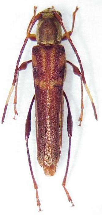 Thranius variegatus