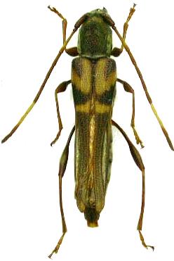 Thranius variegatus