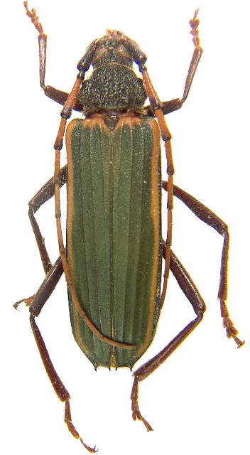 Chlorida costata
