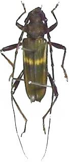 Chlorida denticulata