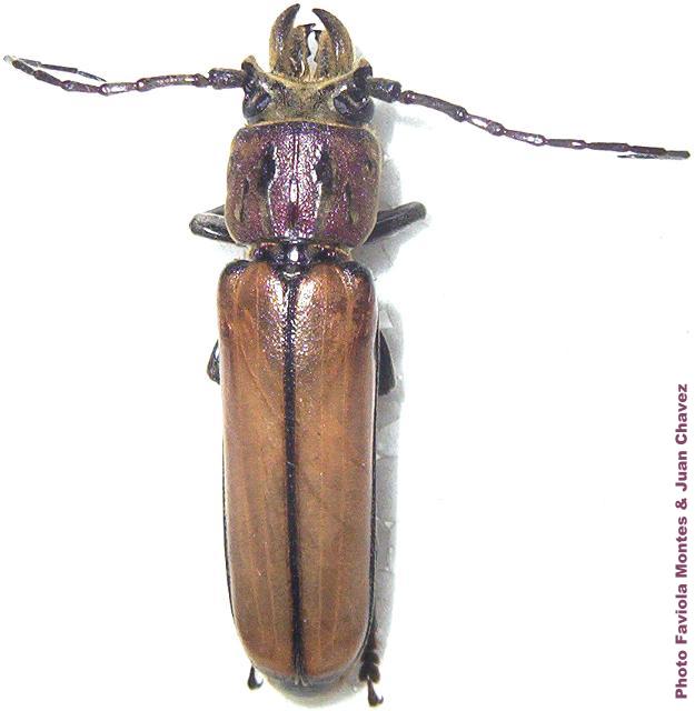 Diploschema mandibulare