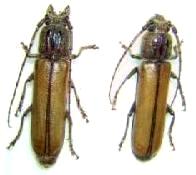 Diploschema rotundicolle