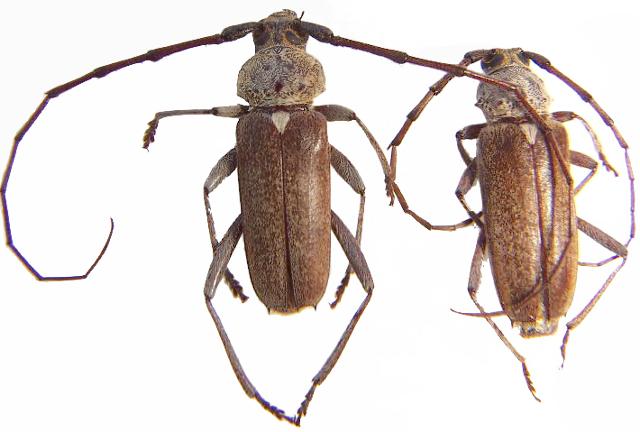 Gnaphalodes trachyderoides