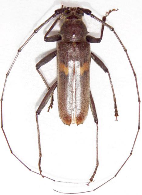 Knulliana cincta cincta