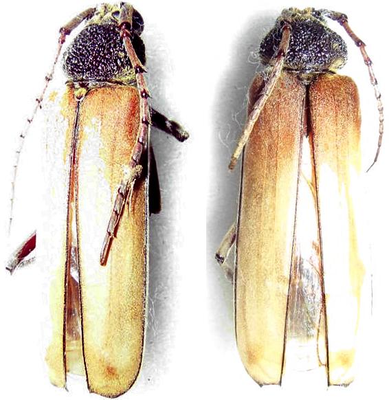 Psygmatocerus wagleri