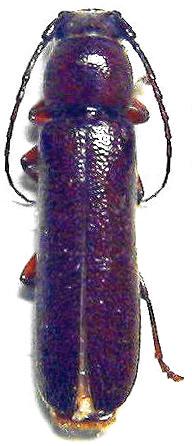 Diploschema brunneum