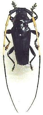 Ancylosternus morio albicornis