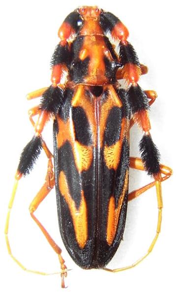 Batus barbicornis