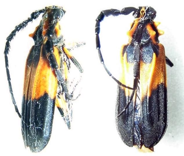 Batus hirticornis