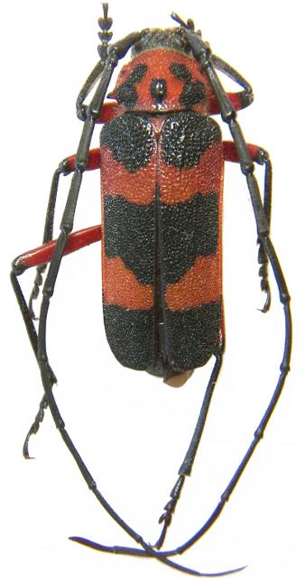 Crioprosopus magnificus