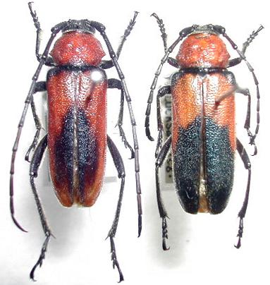 Crossidius coralinus ascendens