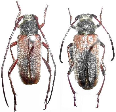 Crossidius hirtipes rhodopus