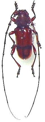 Dicelosternum corallinum