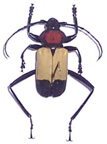 Euryclelia cardinalis