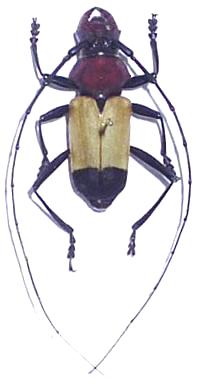 Euryclelia cardinalis