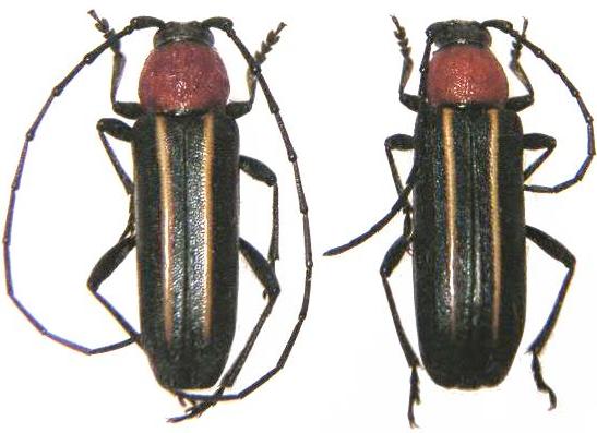 Mannophorus laetus