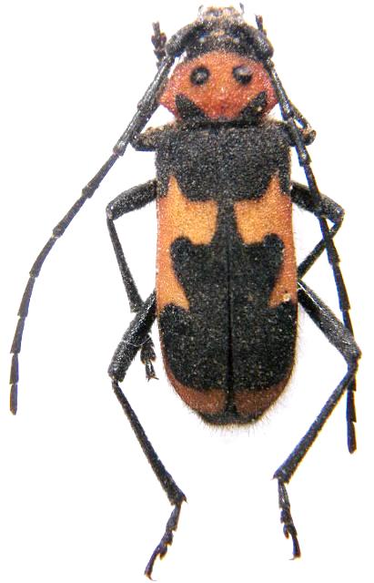 Purpuricenus (Purpuricenus) dalmatinus