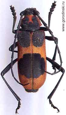 Purpuricenus (Purpuricenus) foraminifer