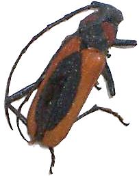 Purpuricenus (Purpuricenus) globulicollis