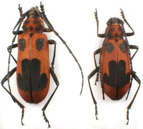 Purpuricenus (Sternoplistes) lituratus