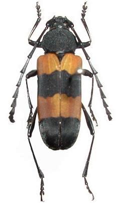 Purpuricenus (Purpuricenus) malaccensis