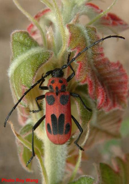 Purpuricenus (Sternoplistes) lituratus