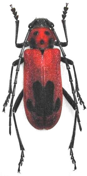 Purpuricenus (Sternoplistes) lituratus