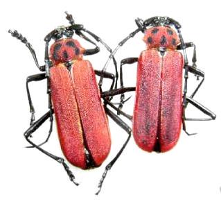 Purpuricenus (Sternoplistes) temmincki