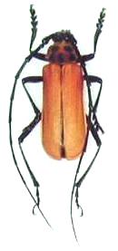 Purpuricenus (Sternoplistes) temmincki