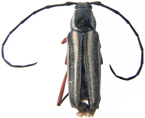 Sphaenothecus bivittatus
