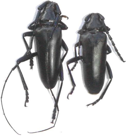 Stenaspis solitaria